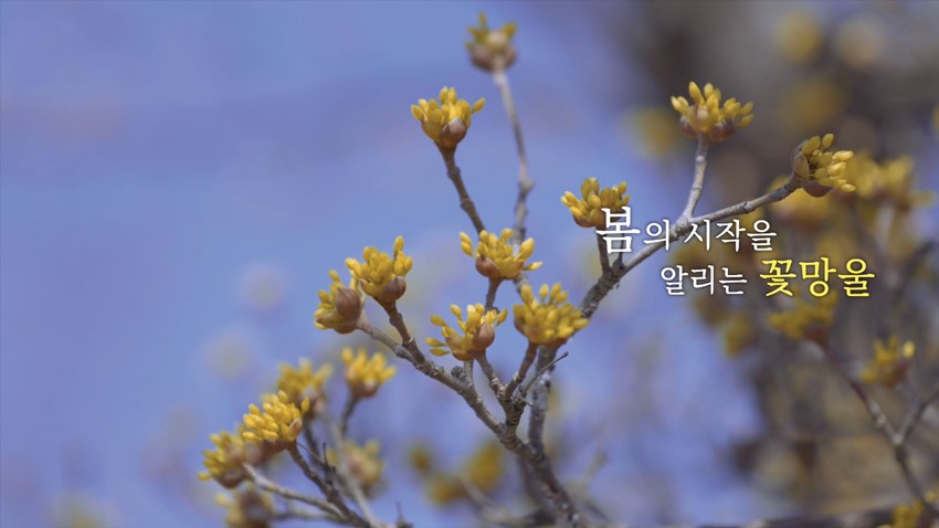 6.이달의 영상 예천박물관에서 '봄이 오나봄' (2020.03)
